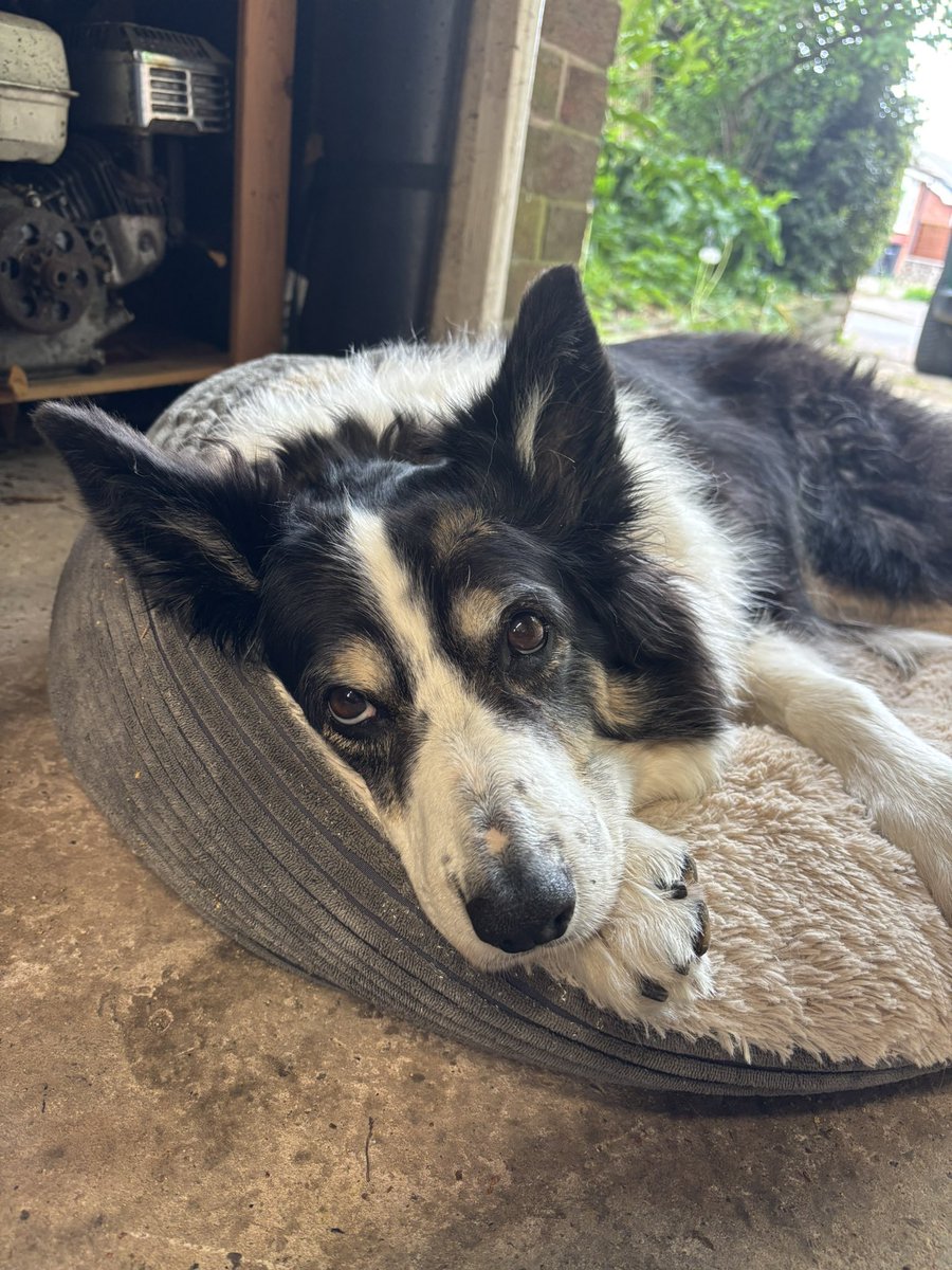 Puppy Bess and Auntie Kes tweet media