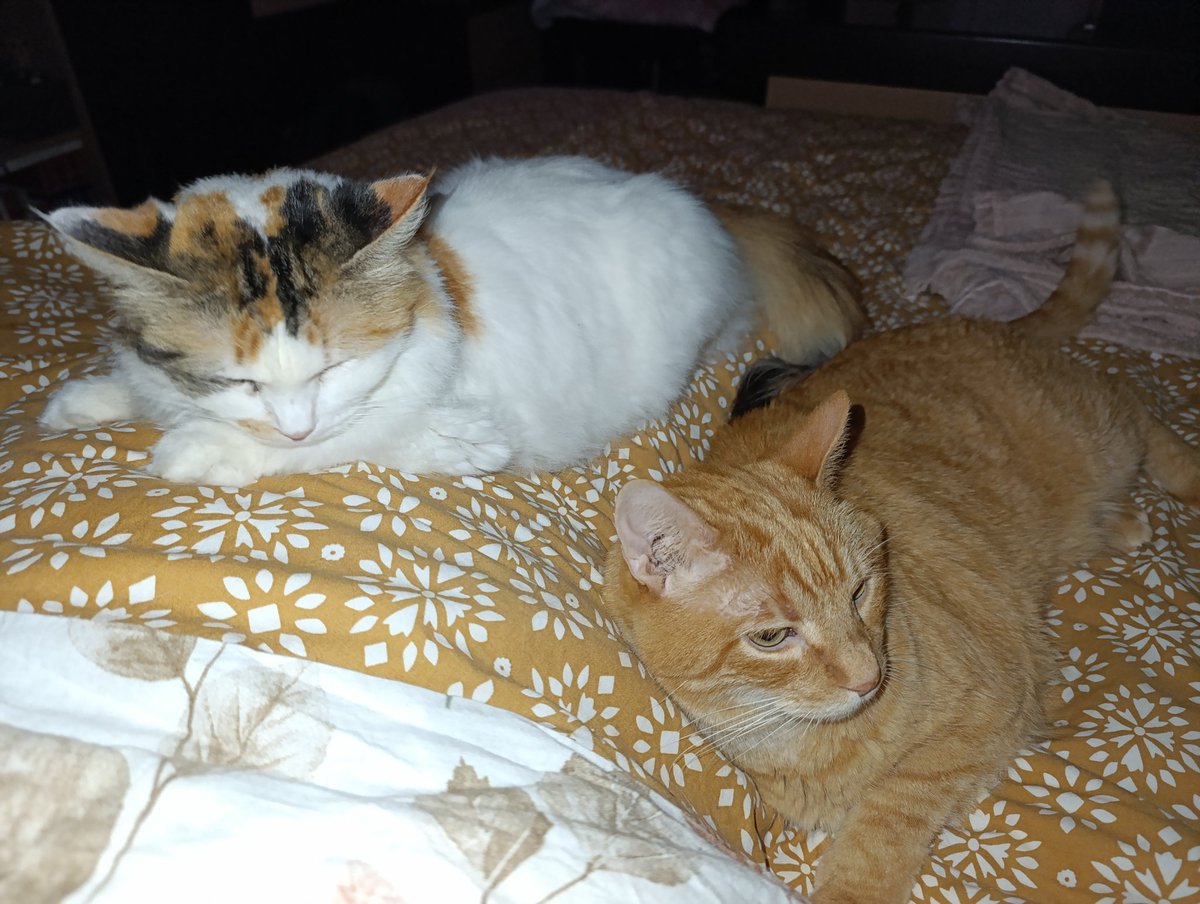 Se unió Gofito 🐈🩷✨