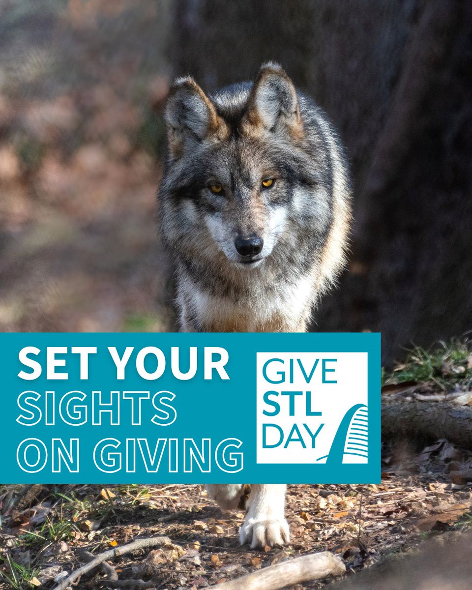 STLWolfCenter's tweet photo. #GiveSTL Day is coming up on May 8th, 2025, and we're launching our Spring Fundraiser to raise $75,000 for Mexican wolf conservation.

Will you help us reach our goal? Early giving is now open, so you can donate today or celebrate with us on May 8th!
https://t.co/vipMWzW1ow https://t.co/cah5cLLMrU