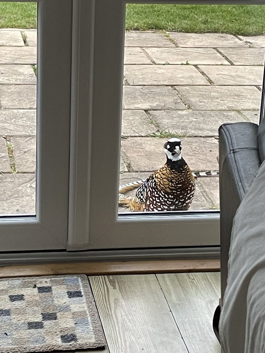 louds_dawn's tweet photo. @julian_voelcker Reeves pheasant..We had one here that was terrorising the neighbourhood, would sit on the roof and then attack at head height. Would also knock at the door. Beautiful though! https://t.co/wIV3L5HdLn