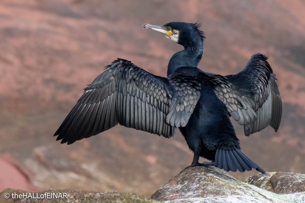 A Great Cormorant hanging itself out to dry in Torbay yesterday.
I love the shades of brown and bronze on their wings.