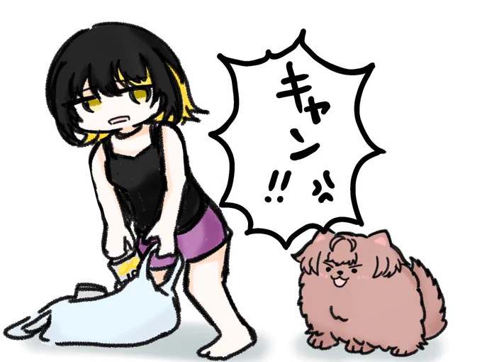 ルカちゃんにストロングゼロの缶を片付けるよう追い立てる反抗的なポメラニアン郁田はるきです 