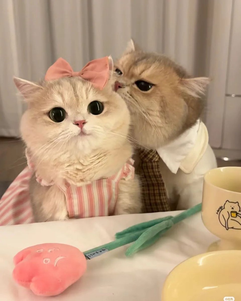 TheCatsX's tweet photo. On a date https://t.co/zPvSRA12oe