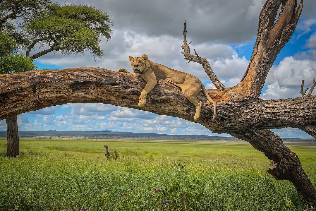 VisitTanzania1's tweet photo. Tarangire National Park 🦁 https://t.co/y5bX6XZktm