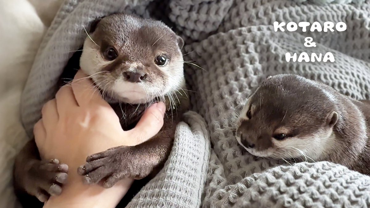ねむいのに寝たくないとぐずるカワウソが可愛すぎる Otter Refusing to