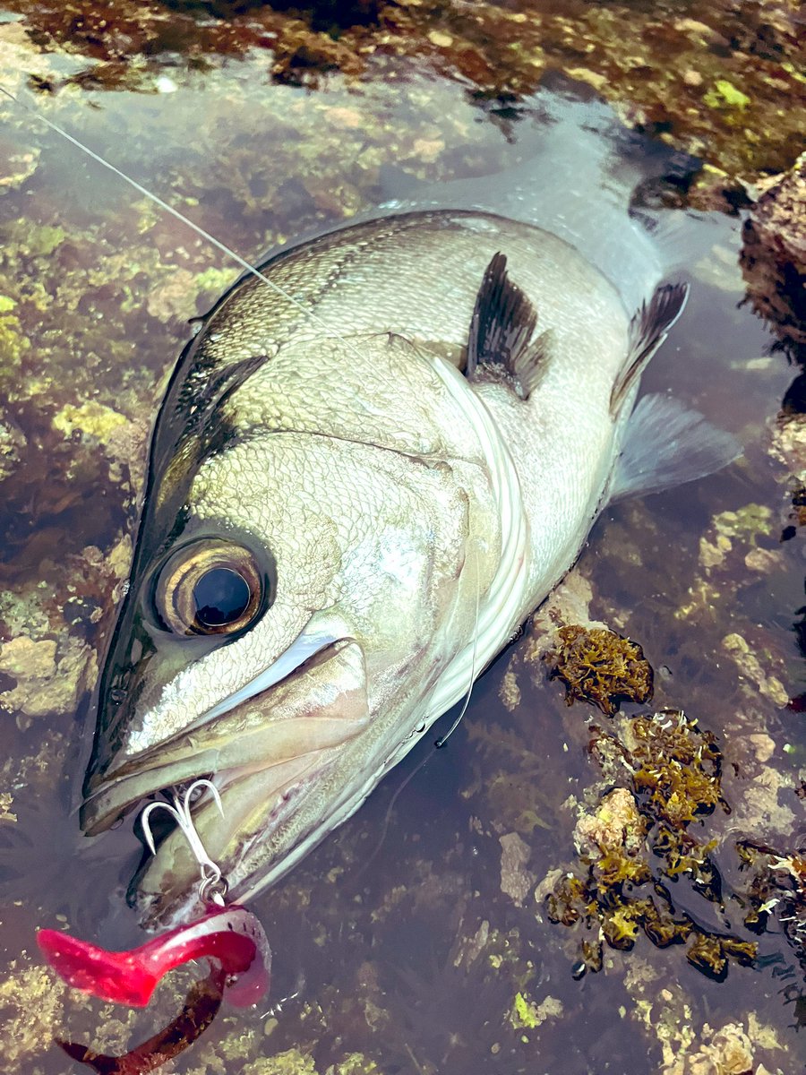 iwataka7010's tweet photo. #ヒラスズキ
#磯ヒラ
#平戸
#blackfin https://t.co/VNUuXiwbc3