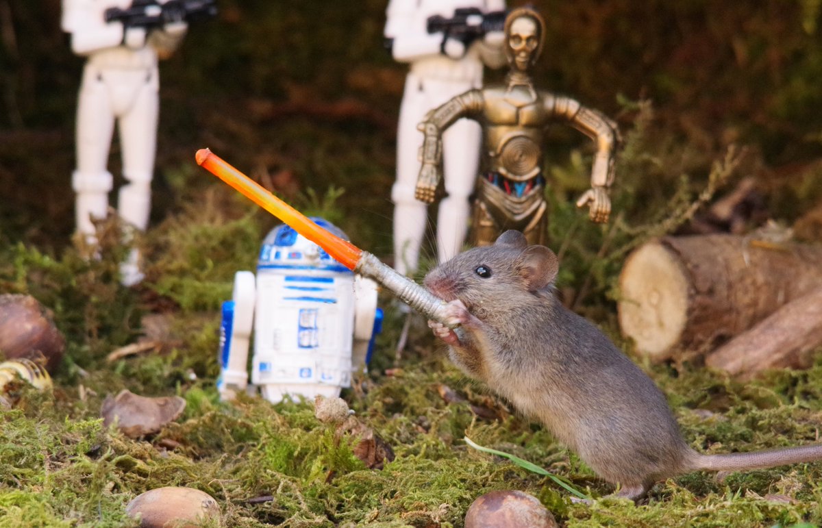 simon_dell_tog's tweet photo. may the 4th Tomorrow and many know I am a star wars fan so be warned it could be a whole day of star wars themed mice .
May the 4th be with you this mouse wants to be a Jedi .
.
.
#maythe4thbewithyou #theforth #maytheforcebewithyou #mouse #mice #simondell #mousevillagecreator #mousevillage #yorkshire #garden #manthatfeedsmice
#maythe4thbewithyou #MayThe4th #maytheforcebewithyou #maythefourth #StarWarsDay