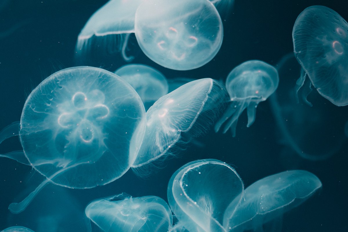 柊野 (@fogxyz_) on Twitter photo 