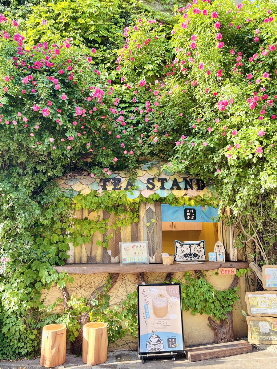 sakihagi's tweet image. 親友のまりあと
吉祥寺プティット村の
TEA HOUSE はっぱでランチしました☘️

#吉祥寺プティット村 は
とってもメルヘンで
絵本の世界に迷い込んだみたいで
楽しかったです💝

🈁petitmura.com

大好きなまりあ💕
いつもありがとう✨

#吉祥寺 #TEAHOUSEはっぱ