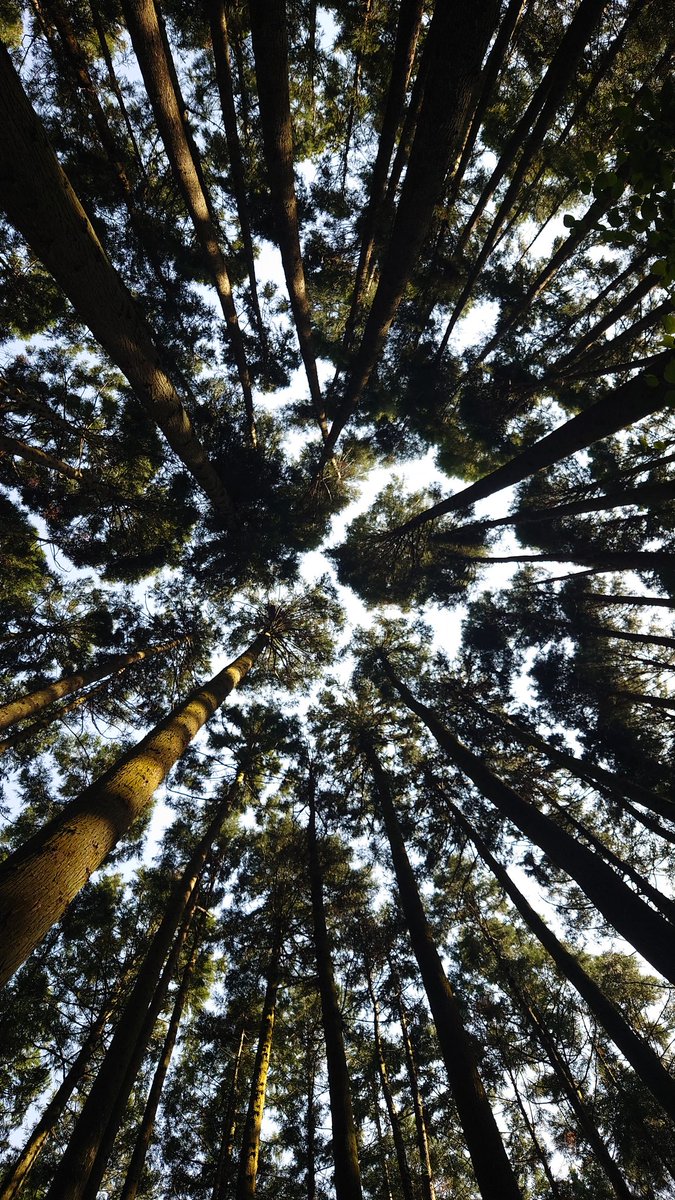 K832214's tweet photo. 地元なのに
もののけが出てきそうな
森に遭遇🎄

気分は軽井沢🙌 https://t.co/F51wN7vZn7