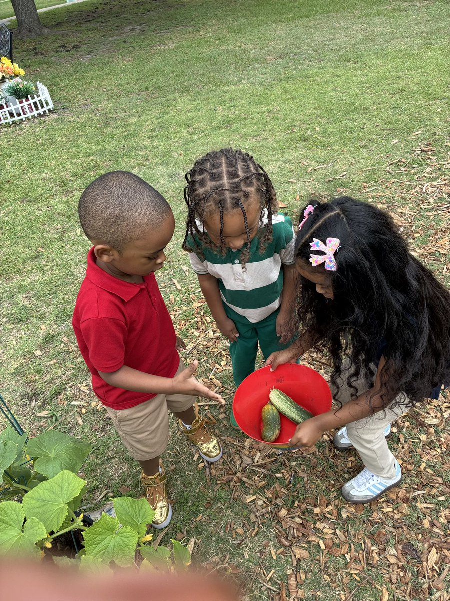 Ladybug in flight from our school garden 🪴