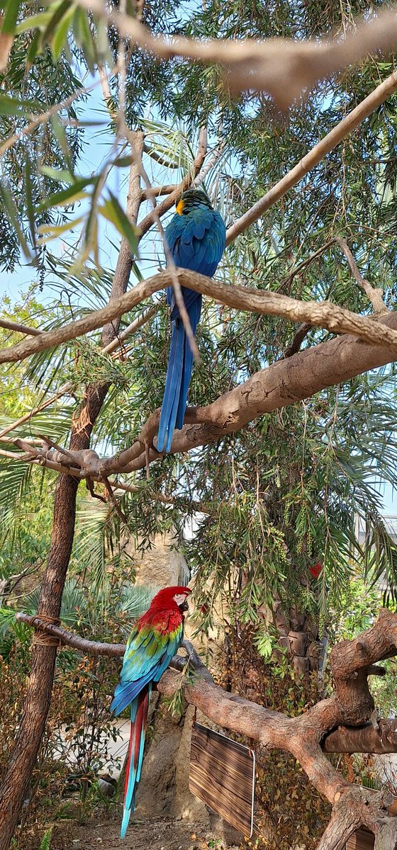 可愛い鳥たち

#神戸どうぶつ王国