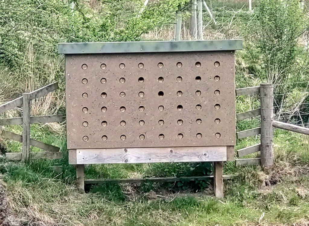 Wild About Lothersdale (@lothersdalewg) on Twitter photo Although the #Love4LothersdaleBeck project led by <a href="/WildTroutTrust/">The Wild Trout Trust</a> is over, the legacy continues. We have more dipper breeding thanks to nestboxes & better <a href="/Riverflies/">Riverfly Partnership</a> because of habitat improvements. Sand martins are once more prospecting the 'hotel'.
Chicks ringed under licence Although the #Love4LothersdaleBeck project led by <a href="/WildTroutTrust/">The Wild Trout Trust</a> is over, the legacy continues. We have more dipper breeding thanks to nestboxes & better <a href="/Riverflies/">Riverfly Partnership</a> because of habitat improvements. Sand martins are once more prospecting the 'hotel'.
Chicks ringed under licence