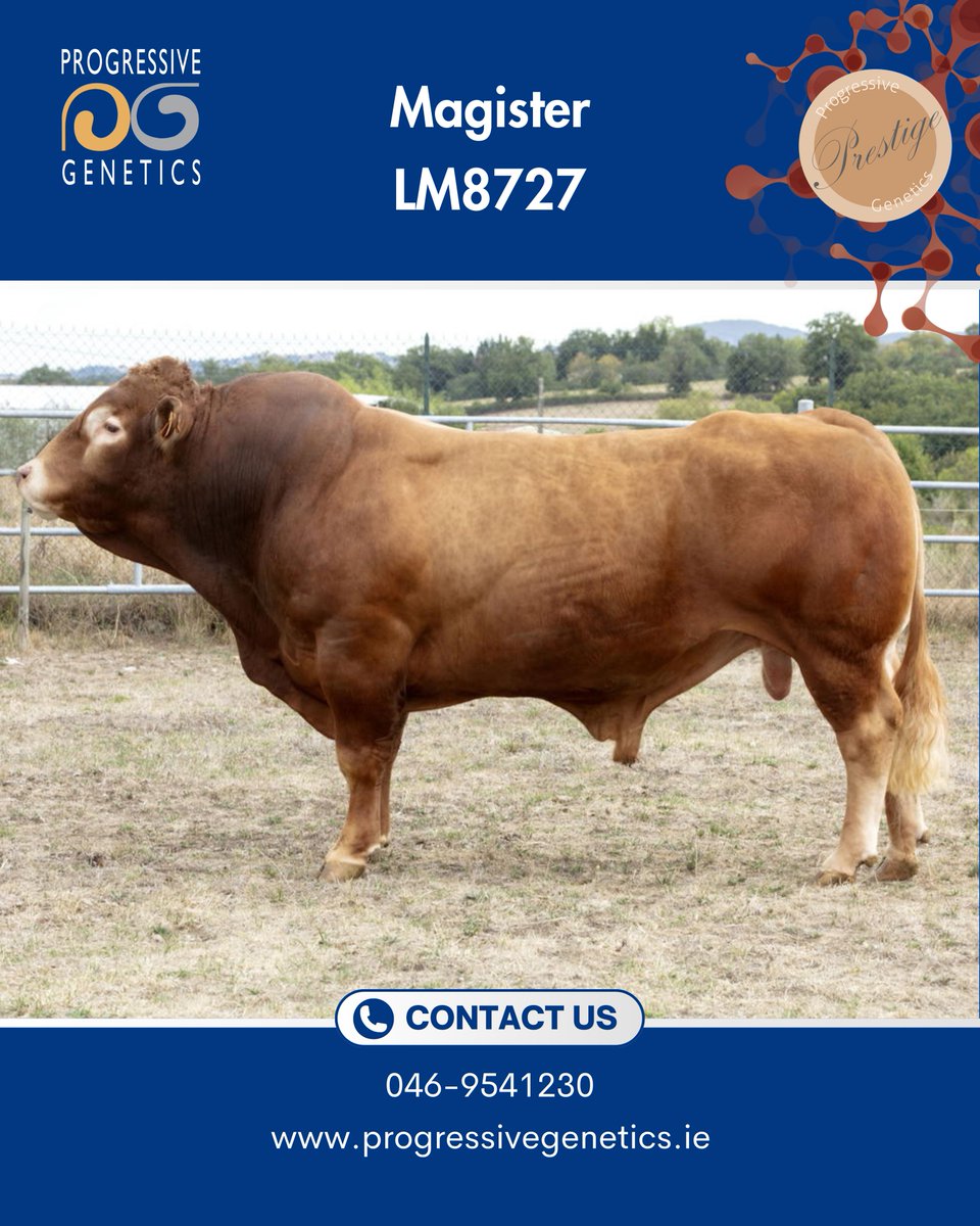 ✨Magister (LM8727) ✨
 
✅ Magister is an outstanding terminal sire.
✅ Use to increase muscle development, weight gain &amp; age at finish.
✅ No.1 bull available on Carcass Conformation.