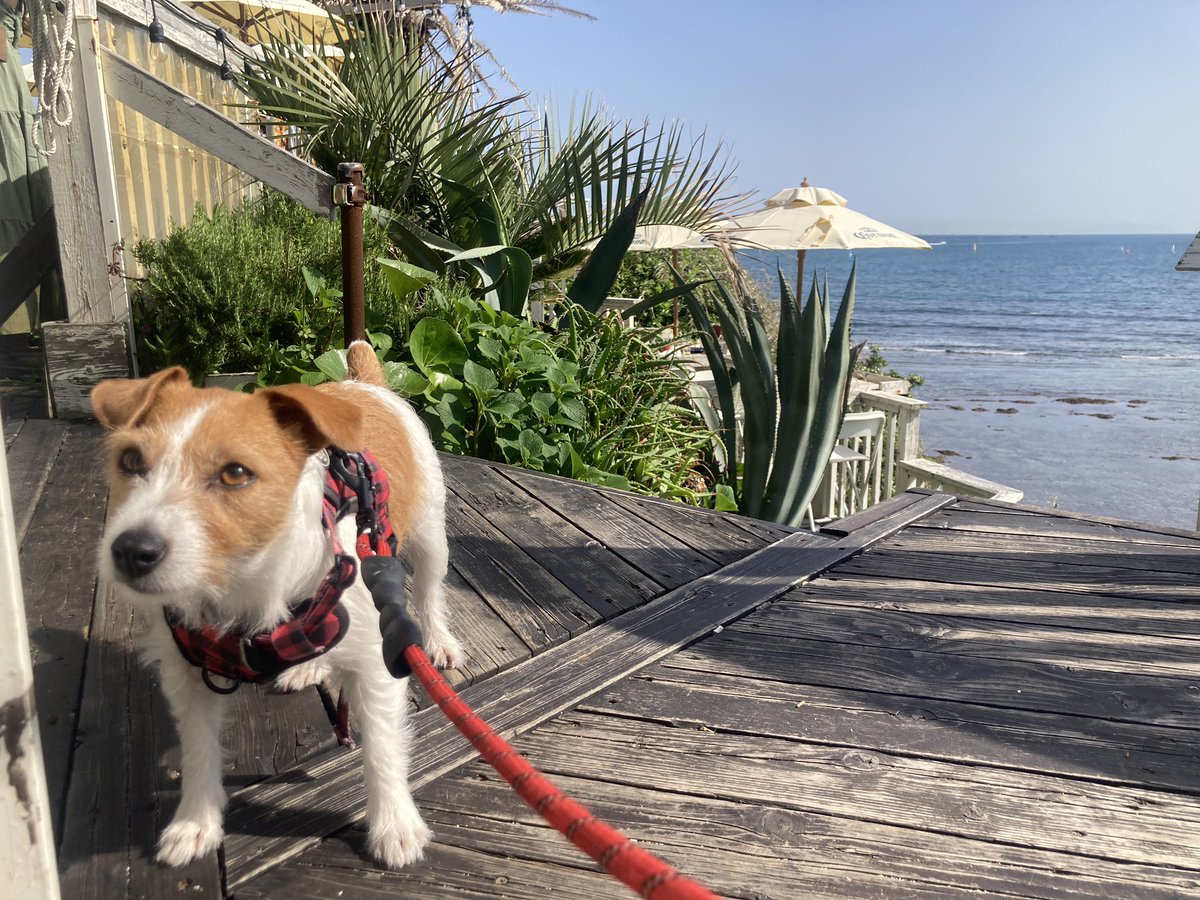 Jetsetterhiyota's tweet image. 丸一日surfersで遊んでました
夏の終わりにココでパーリーやりたいと思います✨
X surfer大人の遠足at surfersなんてどうでしょう？
#湘南 #surfers