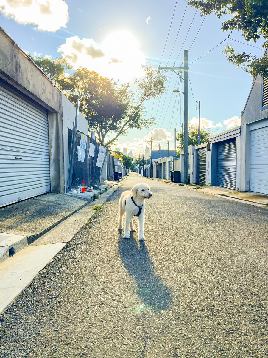melkoutchavlis's tweet photo. Saturday Stroll 🐾🐾🐾
#whatharrysaw https://t.co/kFJ6KtxWbX