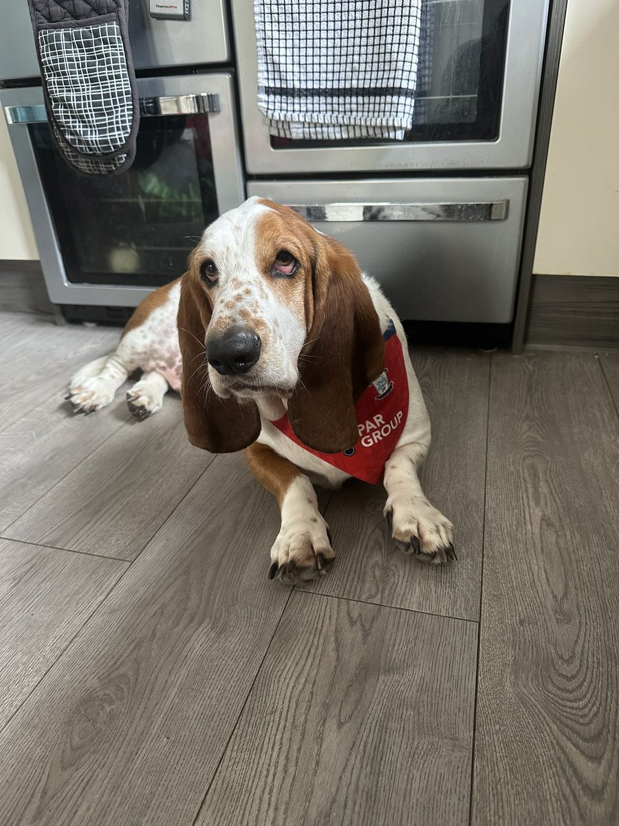 wiggsy97's tweet photo. The lucky bandana is out on the lucky basset!! COYW keep pushing for more goals! 🤞🏻🤞🏻 #pnefc https://t.co/pvXK42jznv