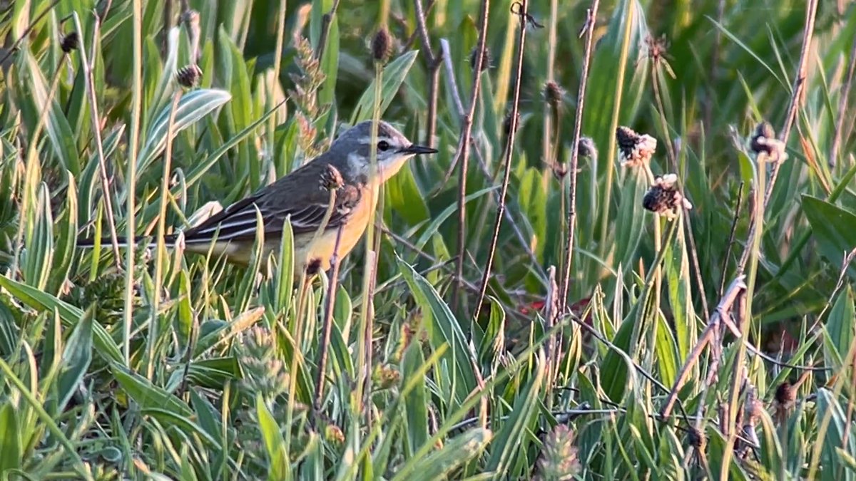 James Wilkinson tweet media