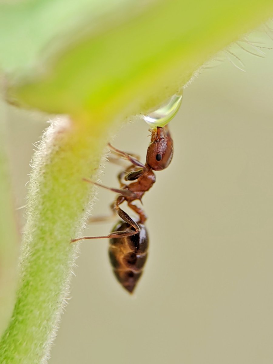 Sai__pixels's tweet photo. #MacroMay
Tiny sips of life—one drop at a time.
#MacroPhotography #AntsOfInstagram #NatureCloseup #MicroWorld #InsectPhotography #NatureLovers #MacroMagic #TinyWorld #WildlifeMacro #WaterDropArt https://t.co/ZxoGFnpgrb