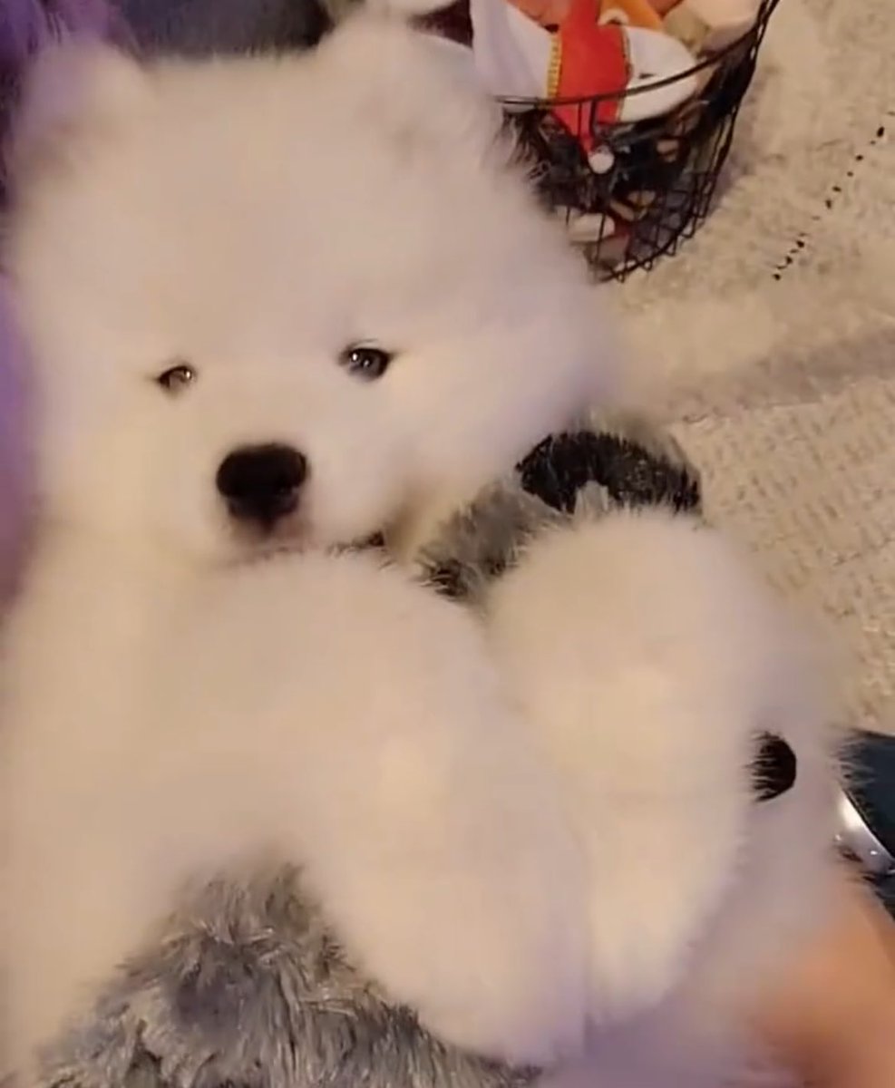 babypuppyjeno's tweet photo. 으하항너므기여웡 https://t.co/bTQE2nfMET