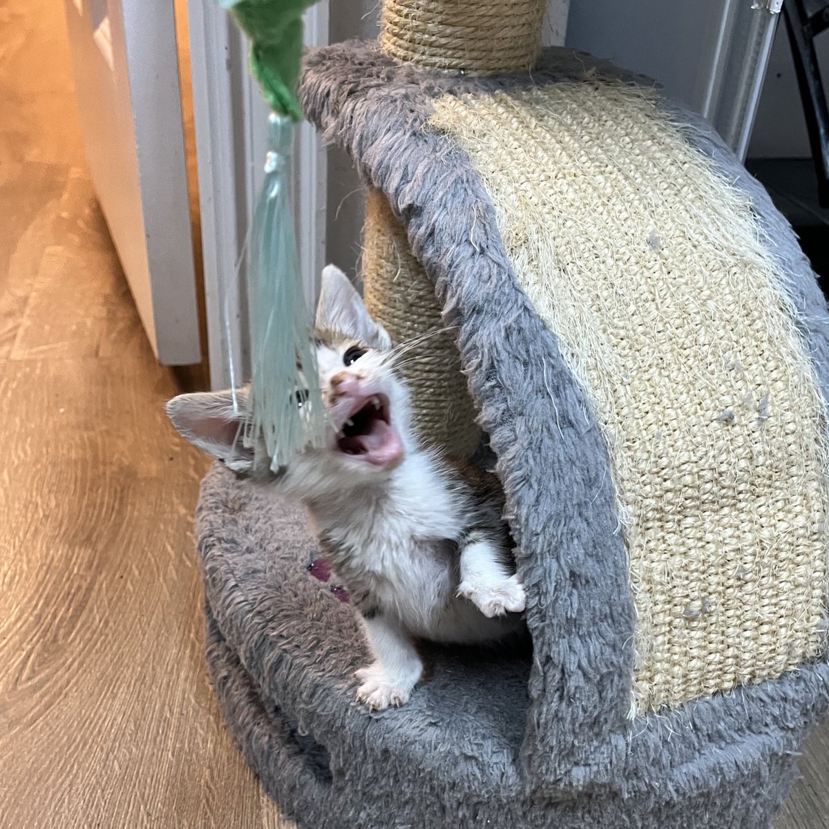 hi I’m Hank tweet media