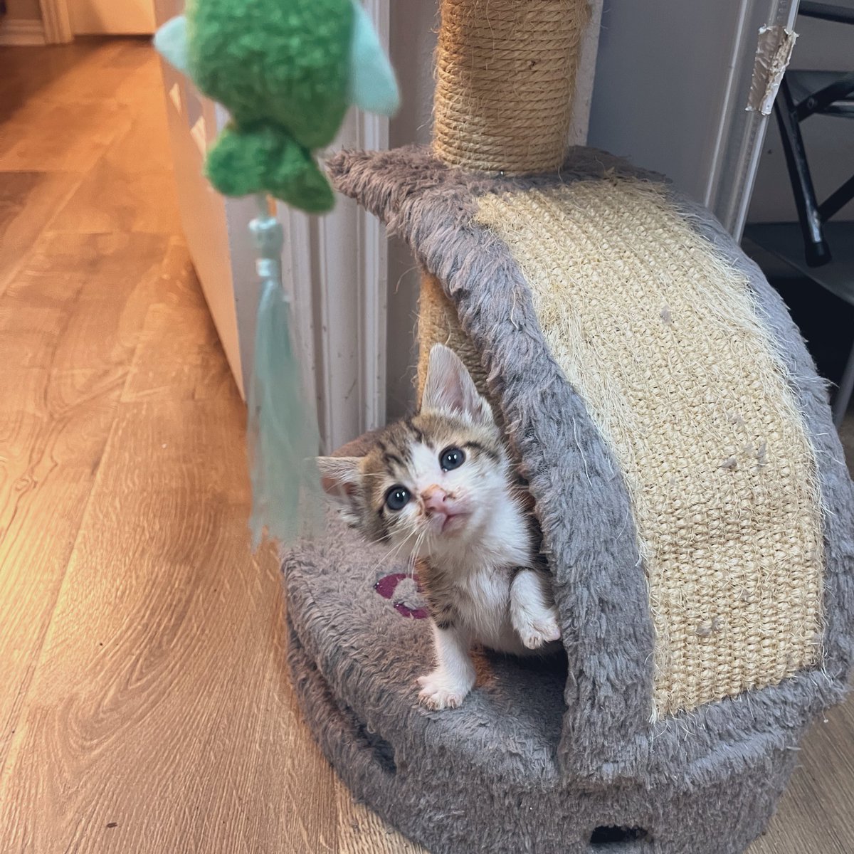 hi I’m Hank tweet media