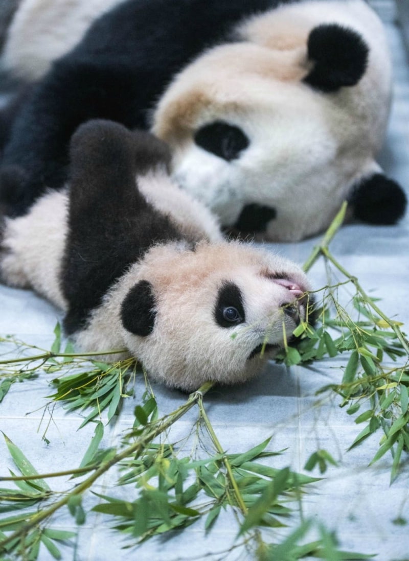 Ollie__0's tweet photo. Baby  #Fubao https://t.co/9wH5ZNeJvf
