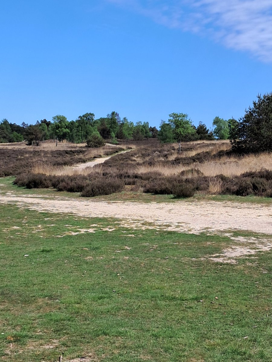 Gabriel86471813's tweet image. Vandaag voor het eerst weer naar het bos. Het is heerlijk weer voor een wandeling. Met warme gevoelens en  terugdenken aan de tijd dat we hier samen liepen. Ik mis je #rouw #mijnlief