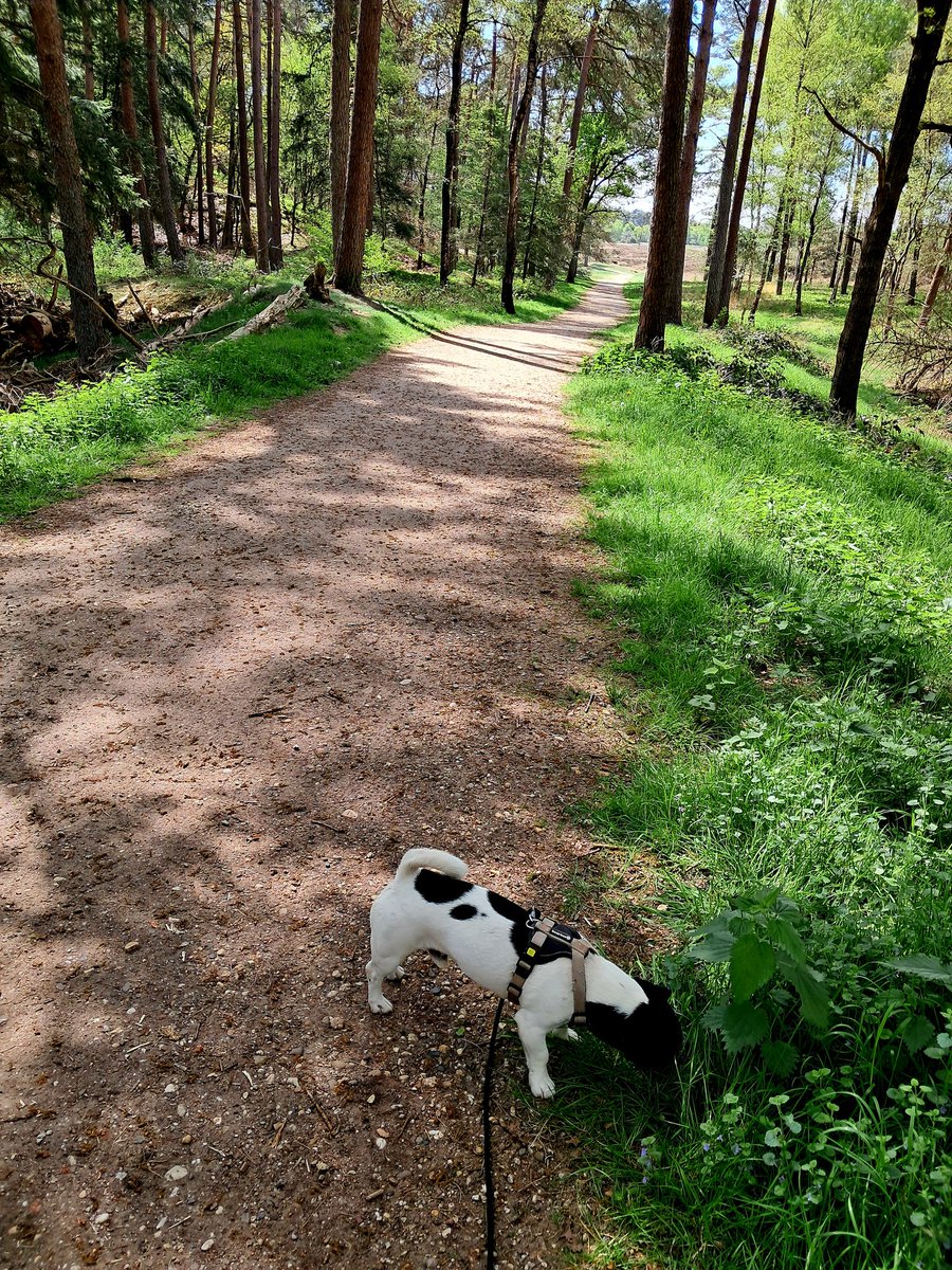Gabriel86471813's tweet image. Vandaag voor het eerst weer naar het bos. Het is heerlijk weer voor een wandeling. Met warme gevoelens en  terugdenken aan de tijd dat we hier samen liepen. Ik mis je #rouw #mijnlief