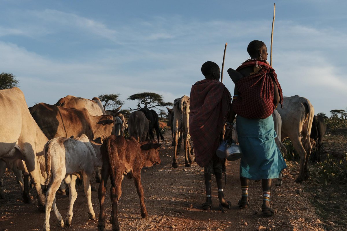 Tsitati_George's tweet image. In a few days, I will be in Addis Ababa, Ethiopia, for the Jameel Observatory for Food Security Early Action  Community of Practice Meeting. This annual gathering is a cherished tradition for our organisation. It fosters connections with the vibrant community dedicated to