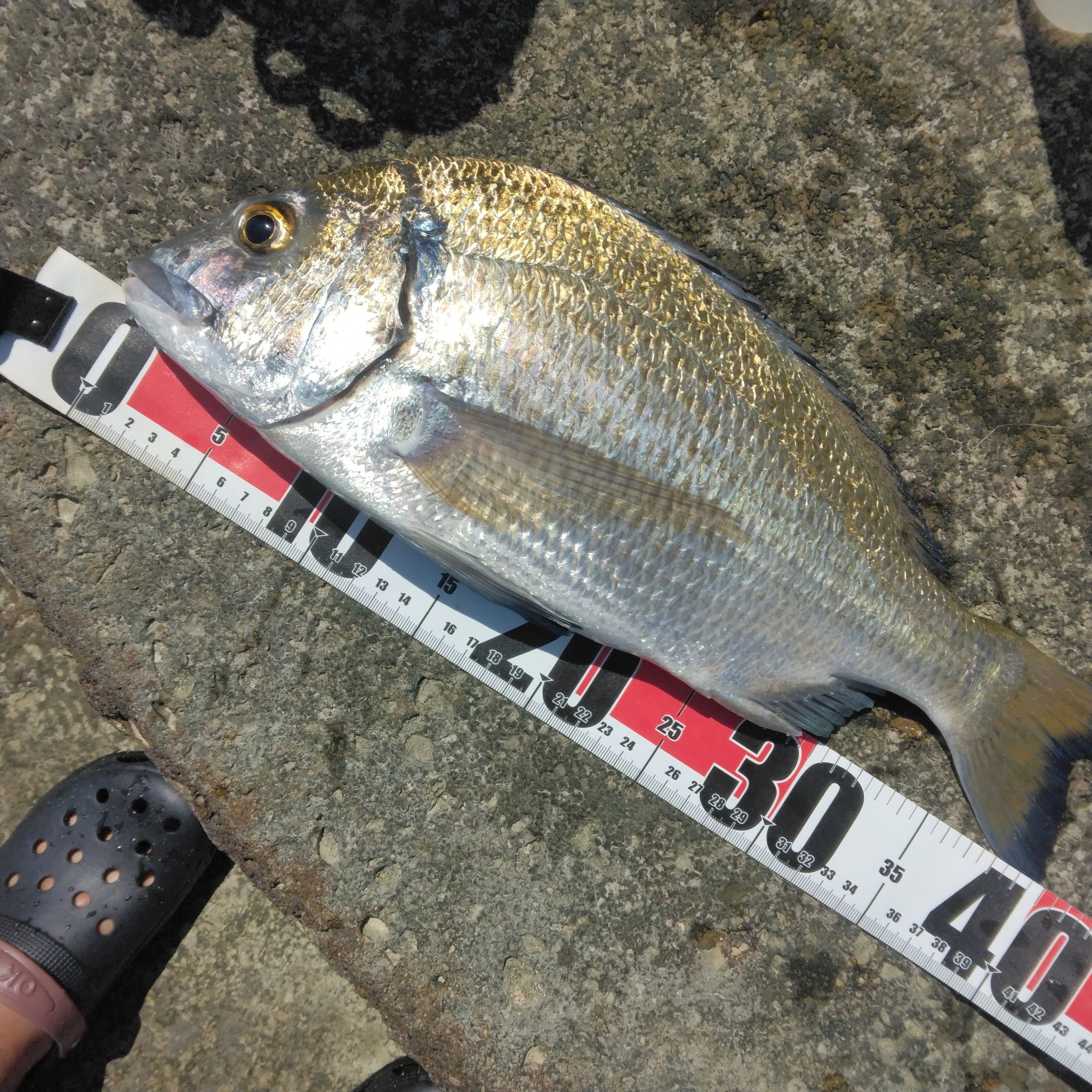 ミナミクロダイ - Search / X