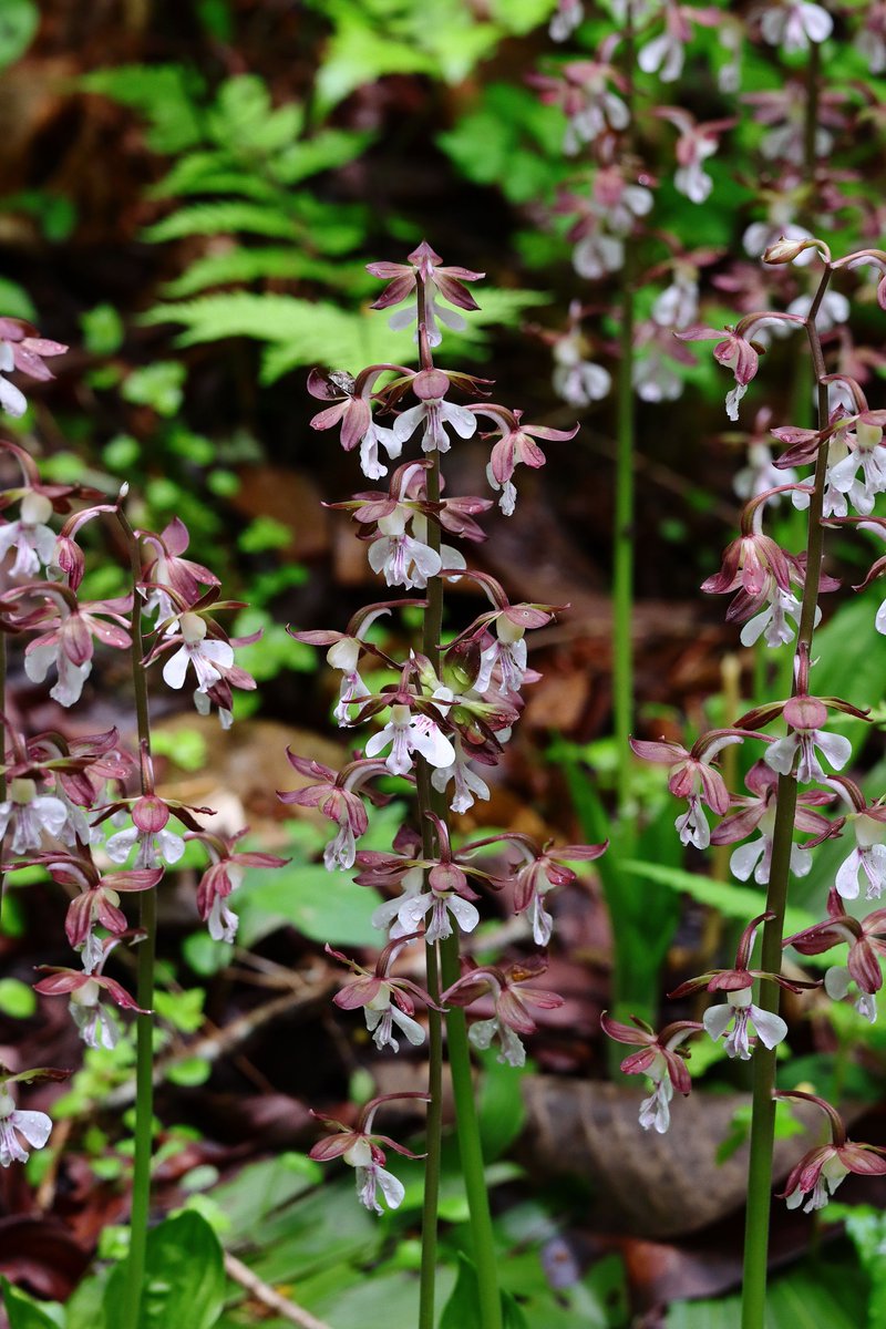 ジエビネだー！
自生で初めてみました