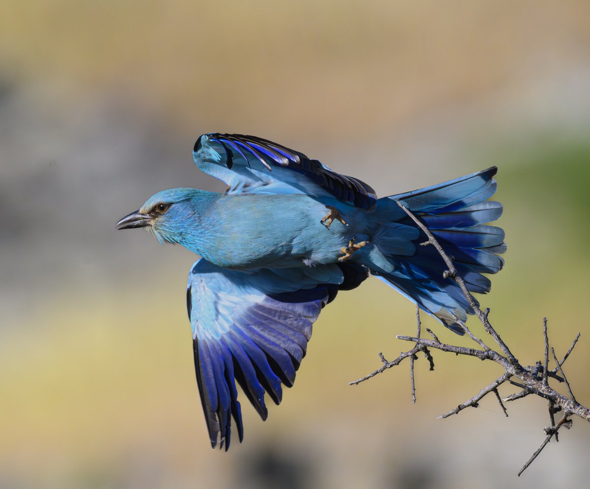 A European roller with a burst of colour this morning on Levos island, Greece #NatureLovers #NatureLover #NatureGoneWild #TwitterNatureCommunity #TwitterNaturePhotography #BirdsSeenin2023