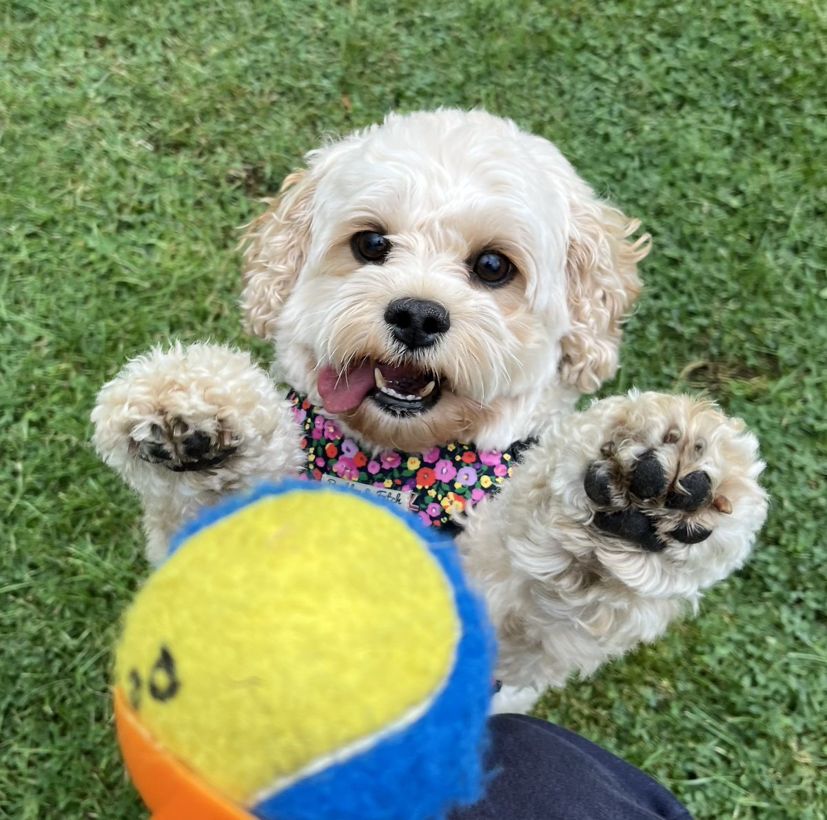 David Pritchard tweet media