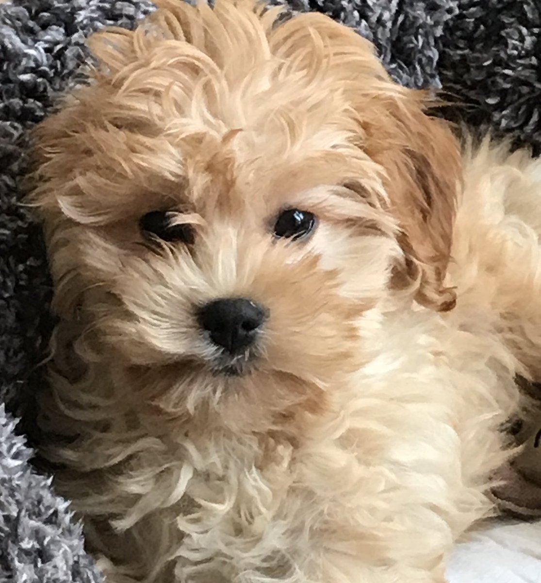 David Pritchard tweet media