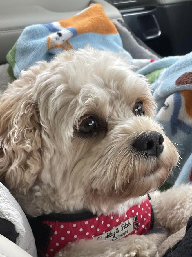 David Pritchard tweet media