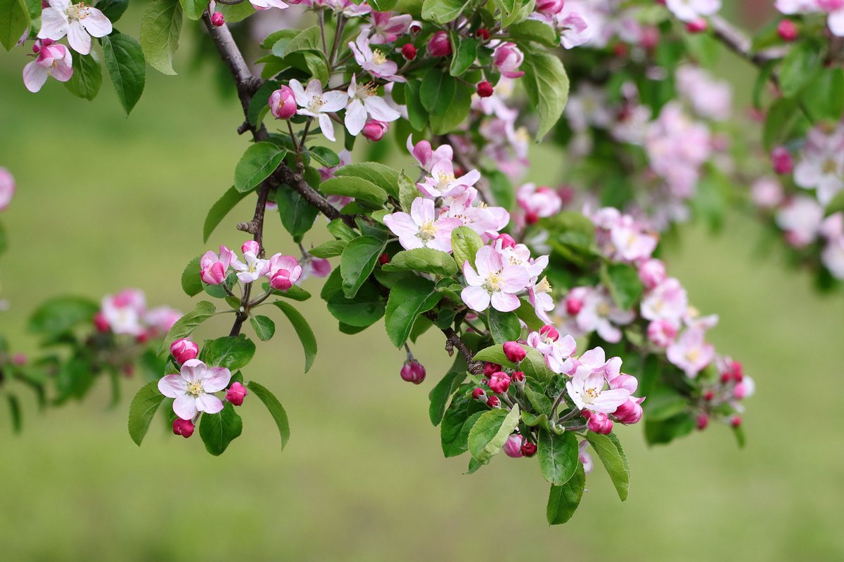 りんご農園を管理されている方にリンゴの花を案内してもらった
ツボミがピンクでとても可愛らしい