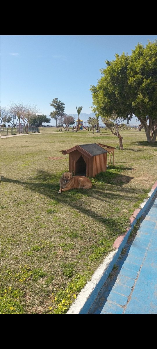 Başıboş Köpek Tehlikesi tweet media