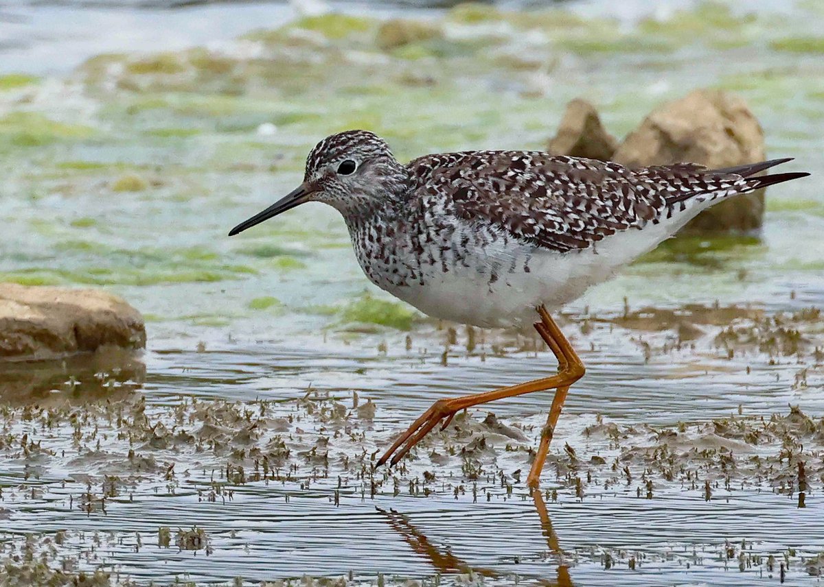 cwbell64's tweet image. My take on the Lesser Yellowlegs at Filey Dams this morning. A new bird for me 😀 @FileyBirdObs @BirdGuides #YWT #Filey