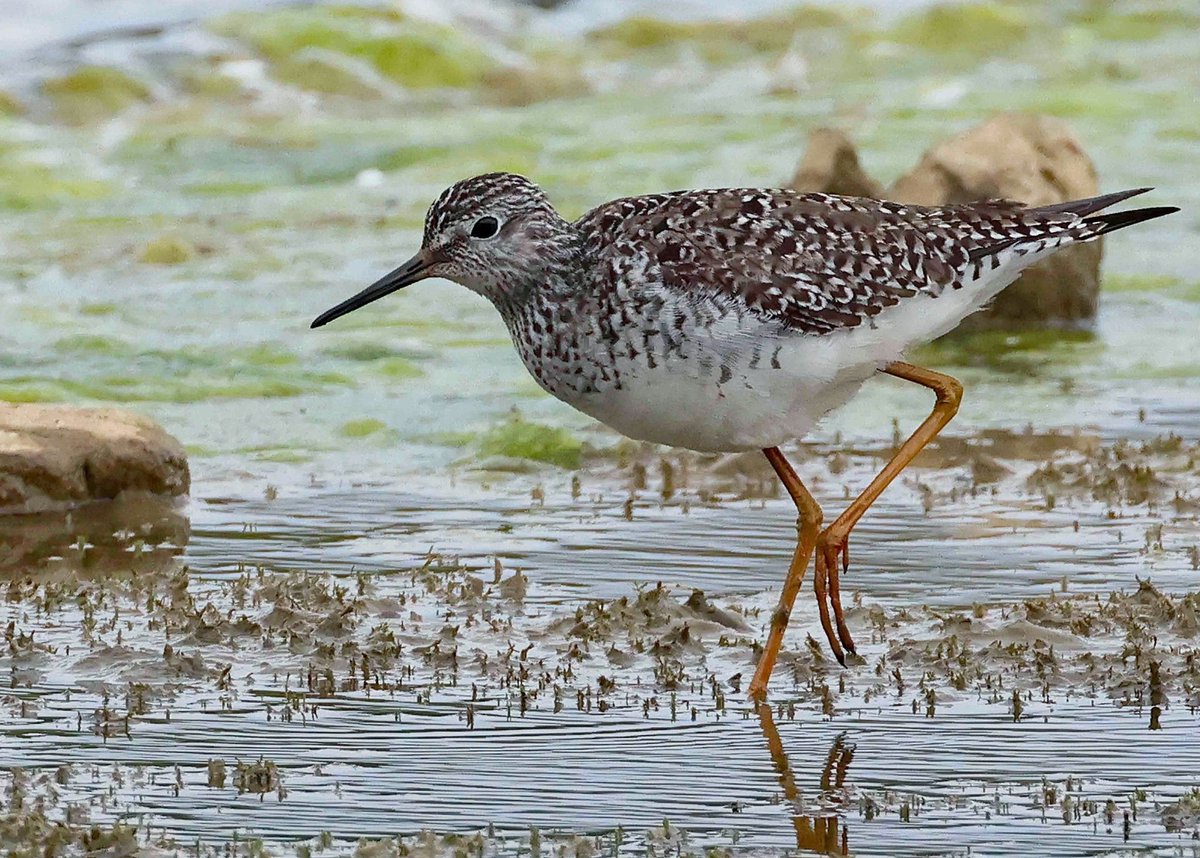 cwbell64's tweet image. My take on the Lesser Yellowlegs at Filey Dams this morning. A new bird for me 😀 @FileyBirdObs @BirdGuides #YWT #Filey