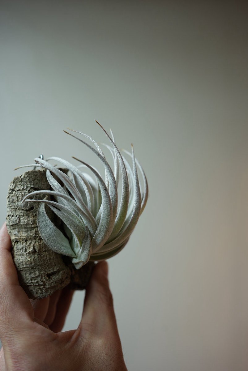 チランジアはいいぞ