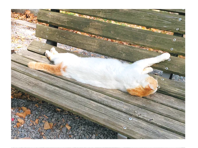 散歩してたら猫もベンチで日向ぼっこしてた