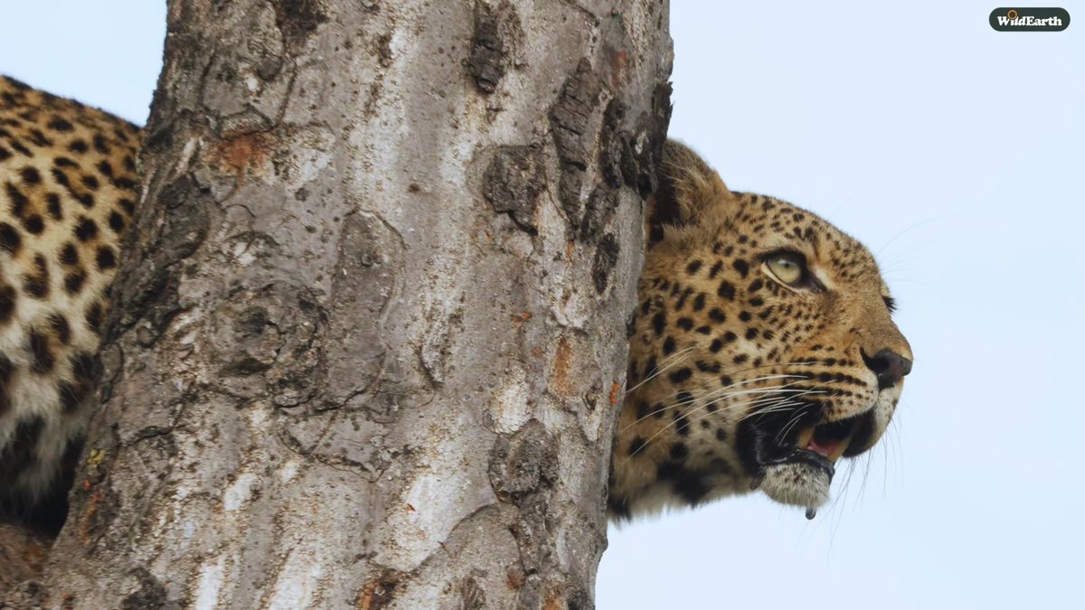 WildEarth's tweet image. International Leopard Day continues on our Sunset Safari! Hop on board to see if WE can continue with our leopard luck. Jarrett is your director, and Mika is here for your comments and questions #wildearth