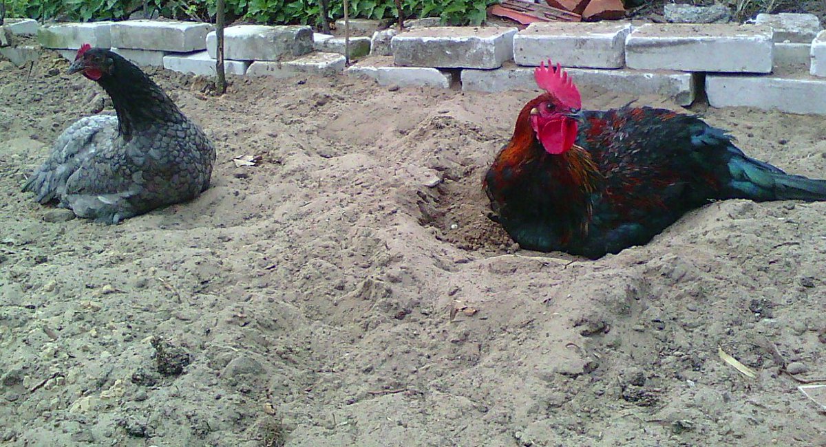 Agnieszka Wadolowska (@atrojka3) on Twitter photo 