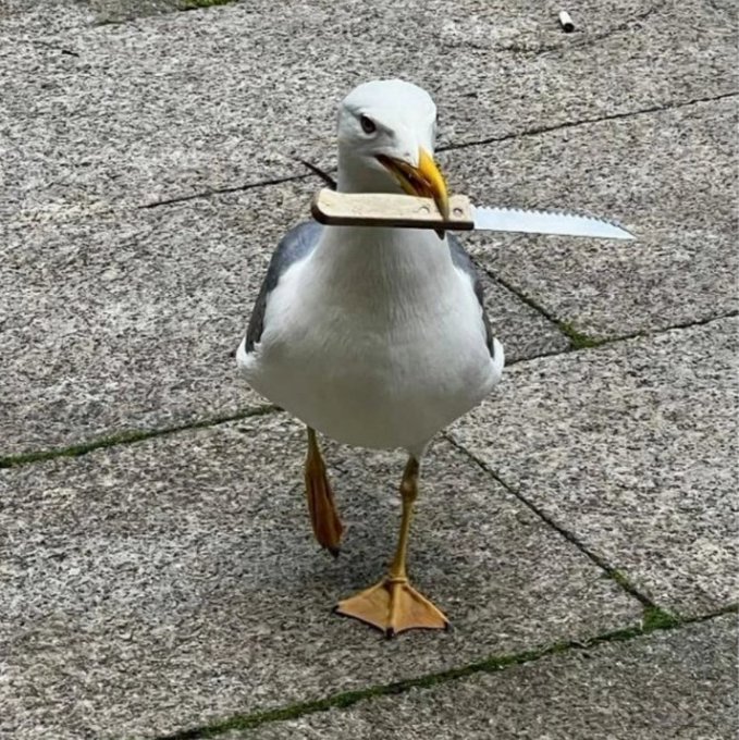 Ven, que te voy a explicar donde fuimos las 100 gaviotas, hijo de puta.