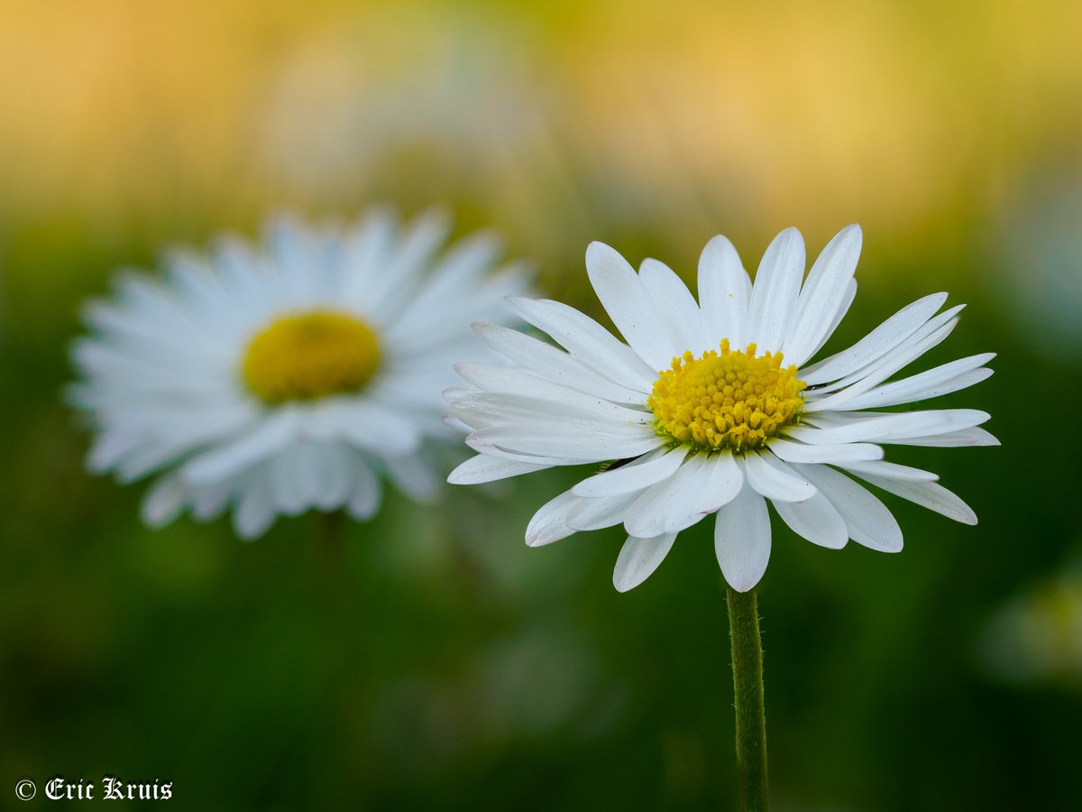 Daisies
