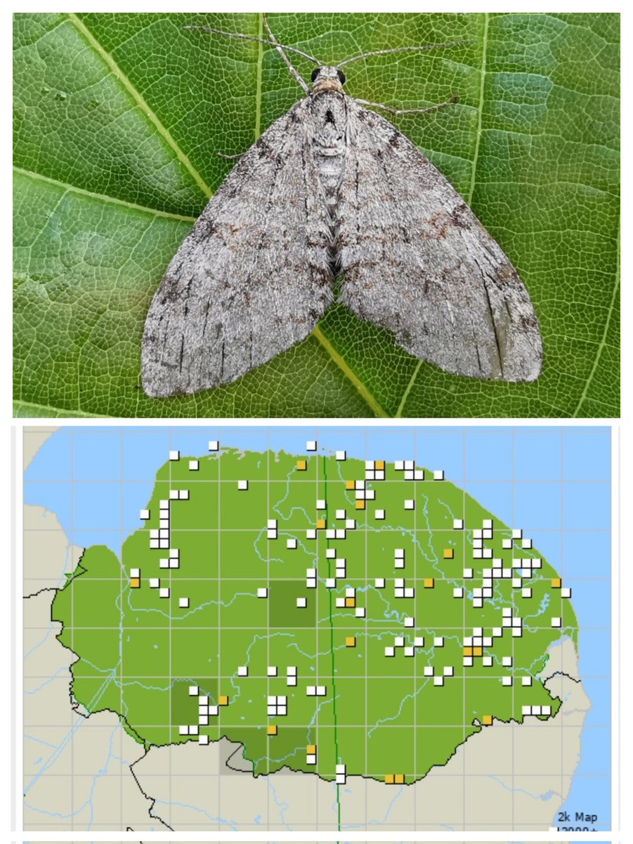 Vaasetter's tweet photo. These are our 4 NFG from this week ~ *all maps from the superb website run by @norfolkmoths
Rarest was Aristotelia brizella, then what seems to be Hysterophora maculosana + Pammene albuginana &amp; Early Tooth-striped.
Quite the week! 
See ALT for more.
#cleymothobs
#norfolkmoths
2/2 https://t.co/IvRZc8q55T
