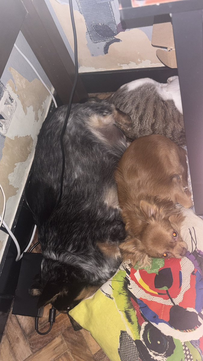 I look at the corner and all three are huddled together 😭

Also abt the wall paper.... that was ripped up yrs ago but the big one when he was a tiny puppy 🗿