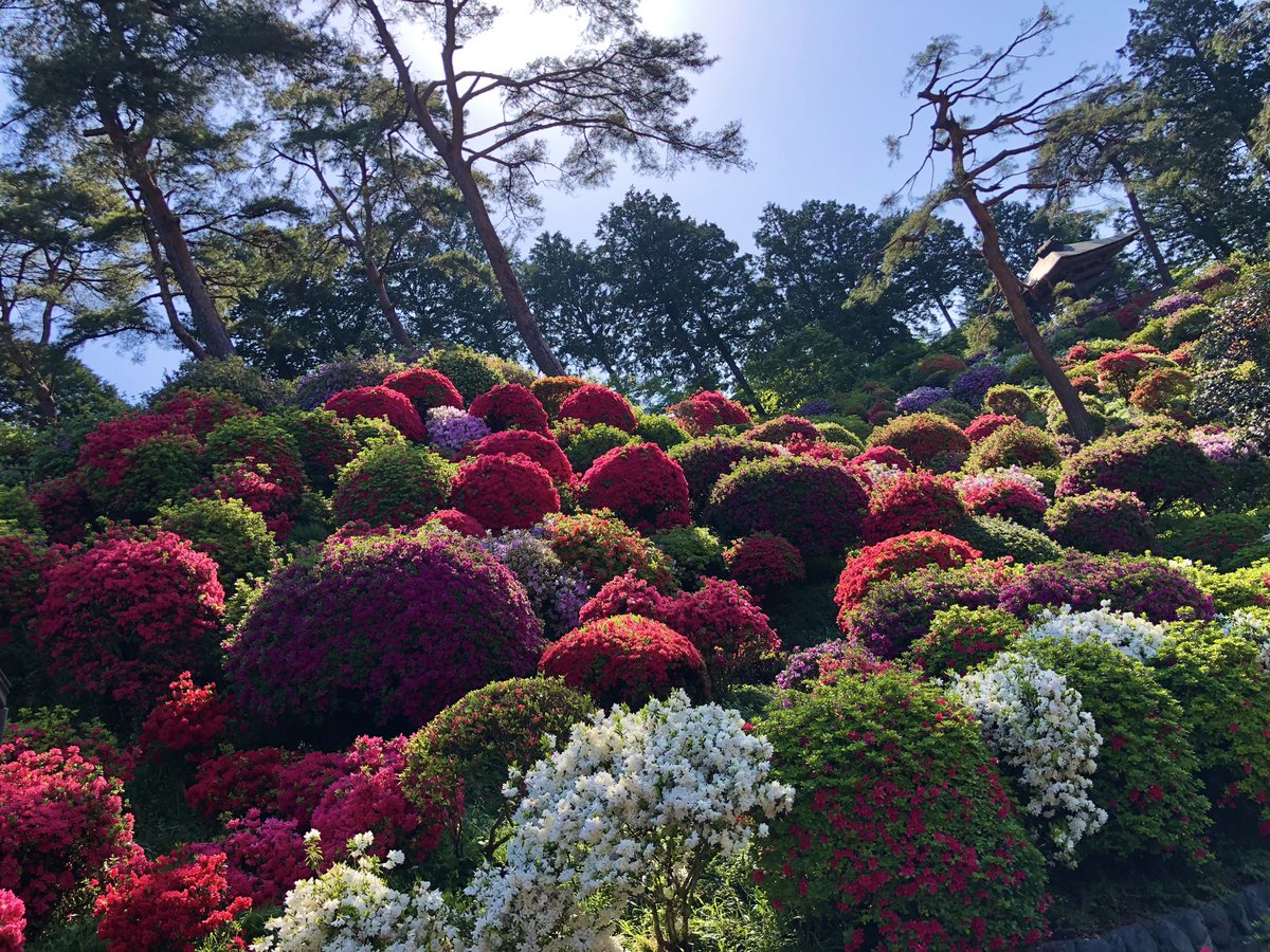 hiro__1__'s tweet photo. 毎年訪れる場所🚶‍♂️

#塩船観音寺
#つつじ https://t.co/OSWgchGlrJ