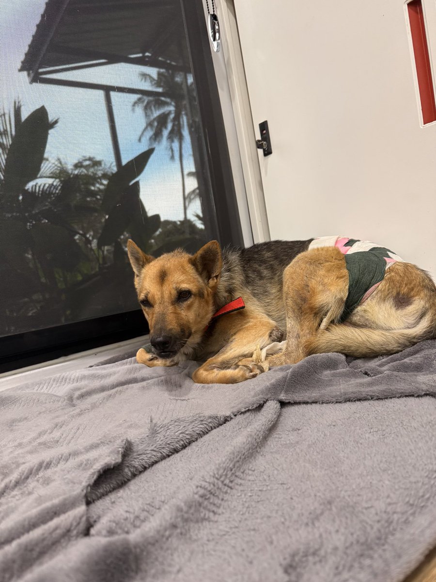 Niall Harbison tweet media